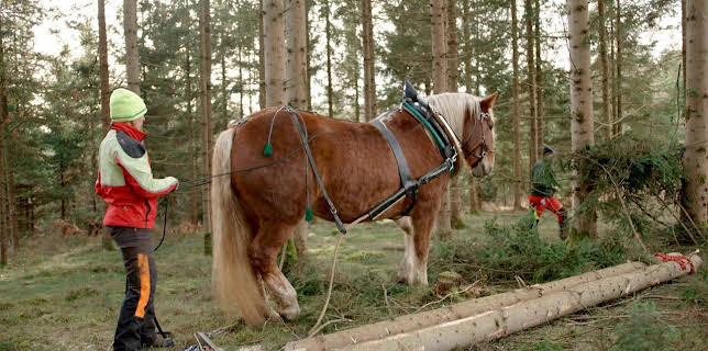 17:30: Winter rund um die Seetaler Alpen | ARD Alpha | 1/2 2026