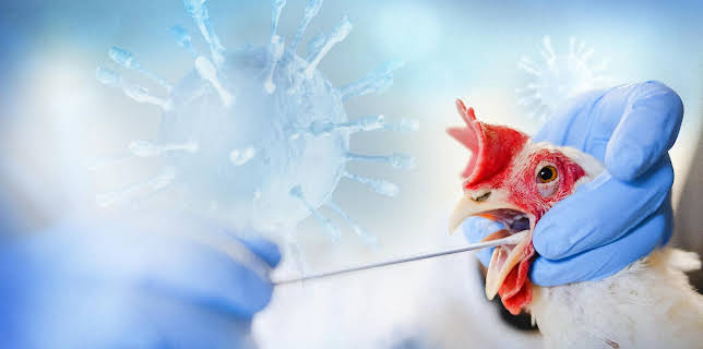 00:45: Gefahr aus dem Stall - Erst das Tier, dann wir? | Tagesschau 24 | 3/27 2026