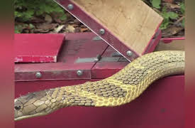 Swamp Wars Season 1: Cannibal Gator