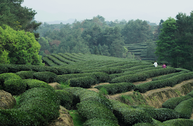 One Cup, A Thousand Stories: The Art of Tea