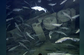 TreasureQuest Season 1: Liberty Ship