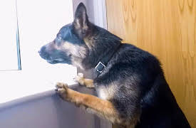 Dog Detectives: Big Softies