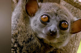 Land of Gremlins - Season 1 (4K UHD): Lemur Spirit