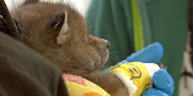 01:35: Die Nordreportage: Die Wildtier-Retterin | Radio Bremen | 1/15 2026