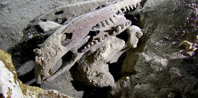 05:00: Abenteuer Karibik | Arte | 1/29 2026