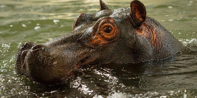 2:30 PM: Animal Park | BBC One | 1/6 2026