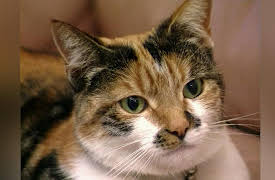 Understanding Cats: Breaking Bad Habits