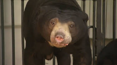 17:05: Panda, Gorilla & Co. | RBB Fernsehen | 4/17 2026