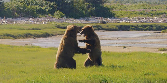 21:00: Grizzlys hautnah (2/2) | RBB Fernsehen | 1/11 2026