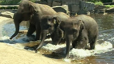 17:05: Panda, Gorilla & Co. (118) | RBB Fernsehen | 4/24 2026