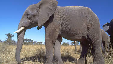 6:00 PM: The Life of Mammals (S1 E3) (S1) | Yesterday | 12/7 2025