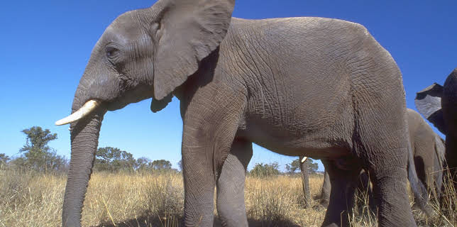 5:00 PM: The Life of Mammals (S1 E3) (S1) | Yesterday | 12/7 2025