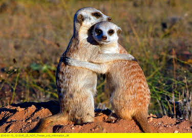 14:50: Erdmännchen - Ein unschlagbares Team | 3SAT | 4/7 2026