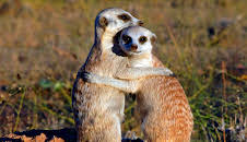 Erdmännchen - Ein unschlagbares Team