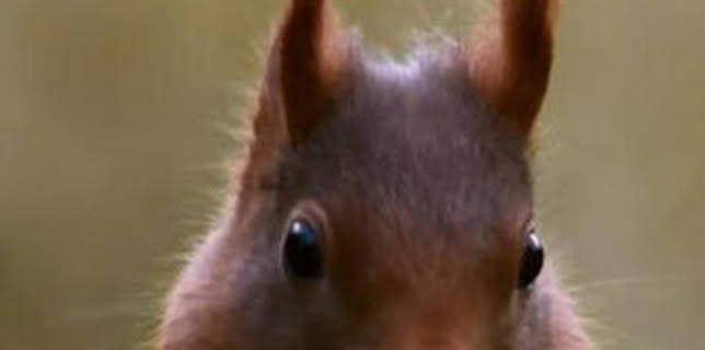 16:35: Superardilla: la dueña del bosque | La Otra | 3/13 2026