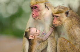 Wild Babies: Hitta sin plats