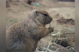 Wild Tech: Super Colony