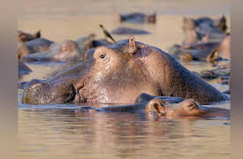 Tales From Zambia: Wild Heavyweights