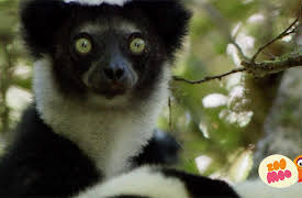 Lost!: Flash And The Fearsome Fossa