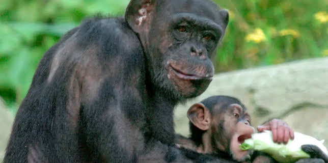 17:10: Seehund, Puma & Co. | NDR Fernsehen | 3/26 2026