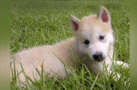 Pit Bulls & Parolees: Found a Forever Home: Wolf Dog Omega Finds Her Pack