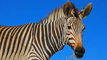 11:00: Giraffe, Erdmännchen & Co | BR Fernsehen | 4/13 2026