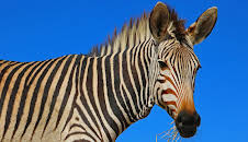 Giraffe, Erdmännchen & Co