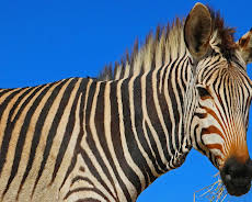 Giraffe, Erdmännchen & Co