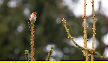 17:00: Das Geheimnis der Vögel | 3SAT | 4/27 2026