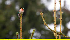 Das Geheimnis der Vögel