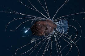 Our Planet: The High Seas