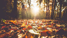 Unsere Wälder - Nonstop