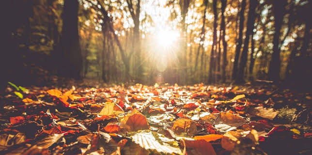 03:15: Unsere Wälder - Nonstop | MDR Fernsehen | 12/1 2025