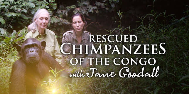 Rescued Chimpanzees of the Congo with Jane Goodall
