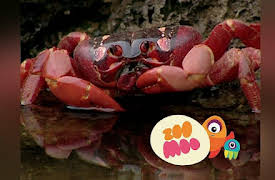 Dance Fever: African Animals