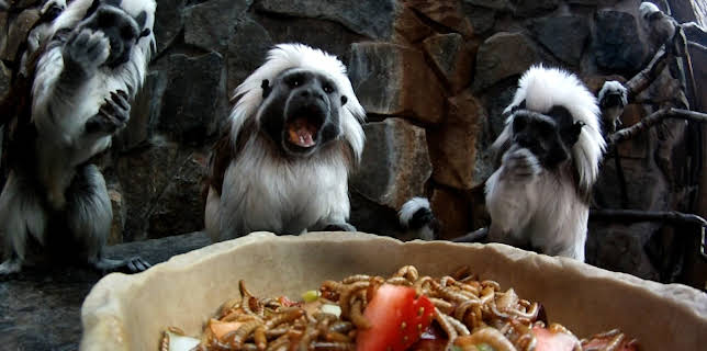 06:30: Dyrepasserne | TV 2 | 11/20 2025