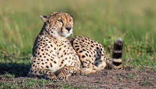 Big Cat Tales (S2 E3)