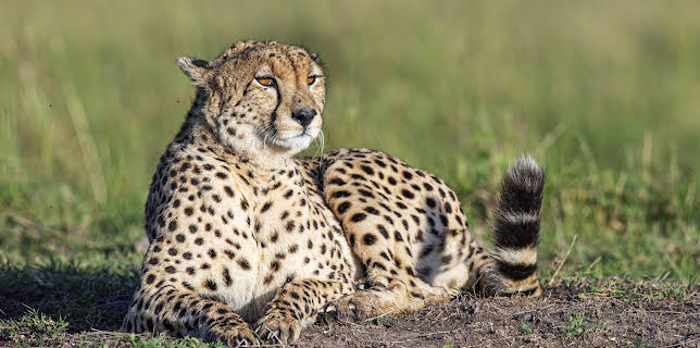 06:50: Big Cat Tales (S2 E3) (S2) | Animal Planet | 11/26 2025