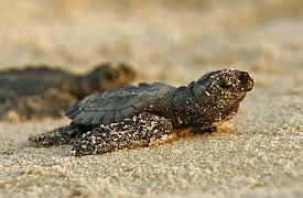 Lone Star Law Season 1: Caught Red Handed