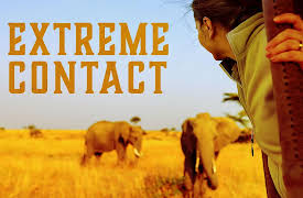 Extreme Contact: Dancing with a Hammerhead