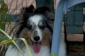 Pets in Paradise: The Scoop on Poop