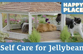 Happy Place: Self Care for Jellybean