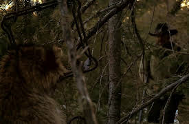 Sasquatch Mountain Man: Colorado Elk