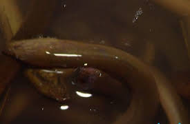 Bizarre Foods With Andrew Zimmern: Episode 12