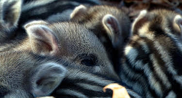 08:25: Wildschweine - Das Comeback | 3SAT | 4/26 2026