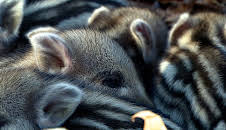 Wildschweine - Das Comeback