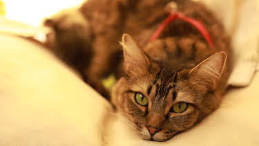 05:15: My Cat From Hell (S9 E6) (S9) | Animal Planet | 4/8 2026