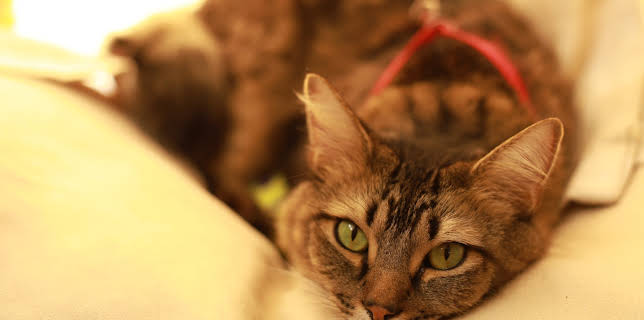 05:15: My Cat From Hell (S9 E6) (S9) | Animal Planet | 12/12 2025