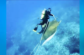 Global Exploration Summit: Devil Rays & Sharks Research