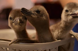 Born to Be Wild: The Penguin Chick